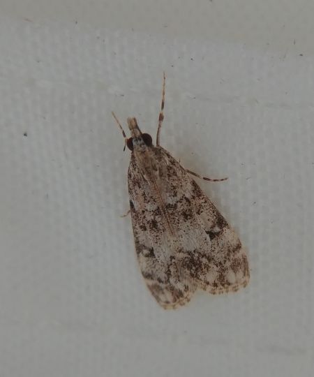 Eudonia lacustrata 