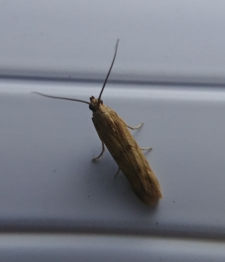 Homoeosoma sinuella 