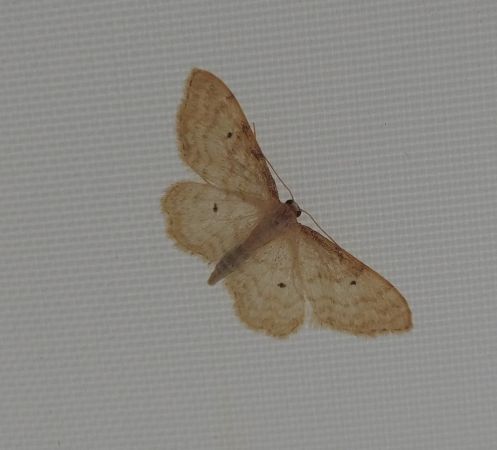 Idaea fuscovenosa 