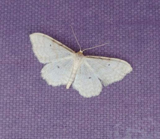 Idaea fuscovenosa 