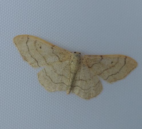 Idaea straminata 