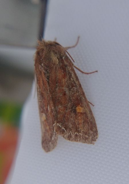 Noctuelle des potagers 