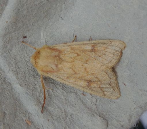 Mythimna vitellina 