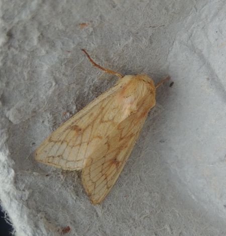Mythimna vitellina 