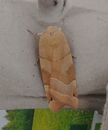 Noctua fimbriata 