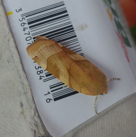 Noctua fimbriata 