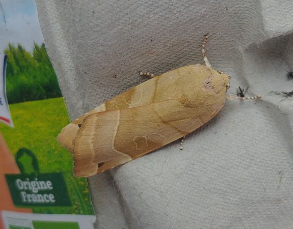Noctua fimbriata 