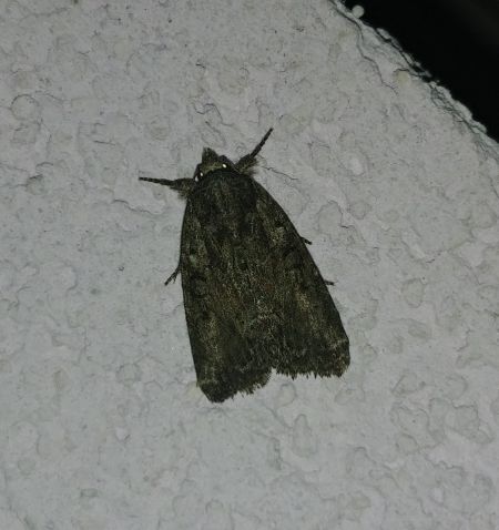 Oligia sp. 