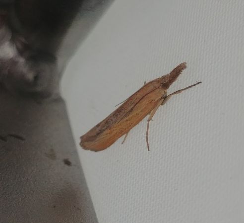 Pediasia luteella 