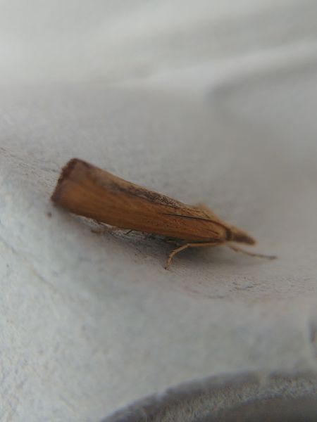 Pediasia luteella 