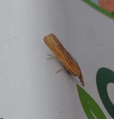 Pediasia luteella 