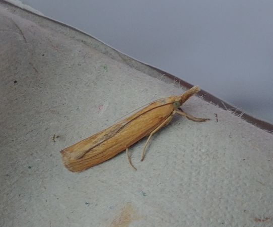 Pediasia luteella 