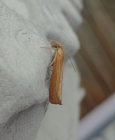 Pediasia luteella 