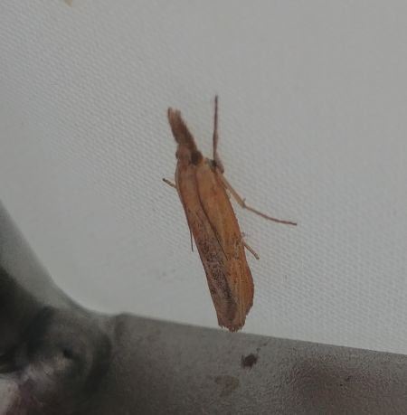 Pediasia luteella 