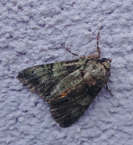 Polyphaenis sericata 