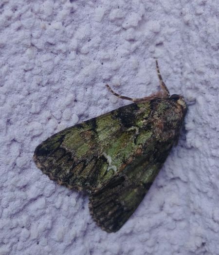 Polyphaenis sericata 