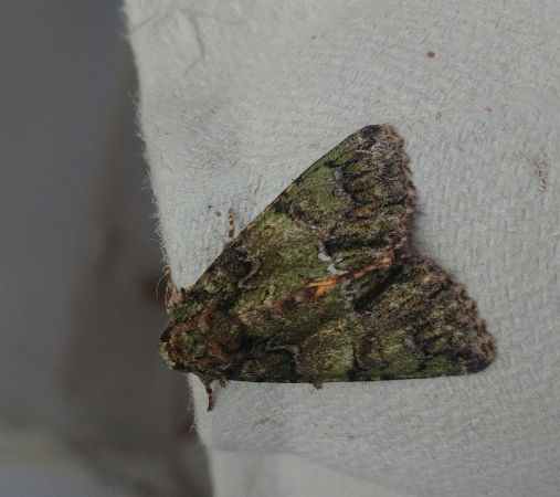 Polyphaenis sericata 