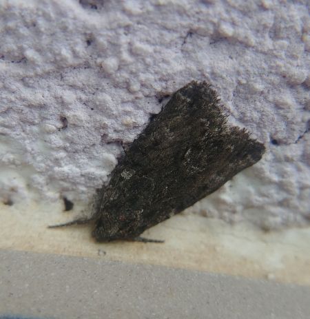 Bryophila raptricula 
