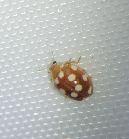 Vibidia duodecimguttata 