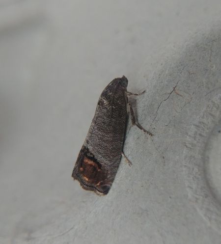 Cydia pomonella 