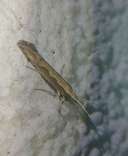 Plutella xylostella 