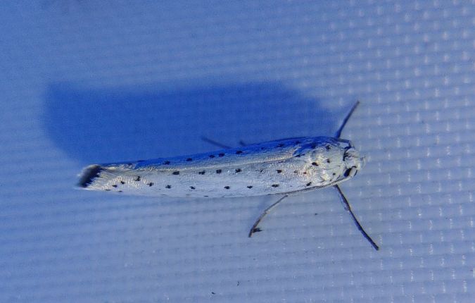Yponomeuta sp. 