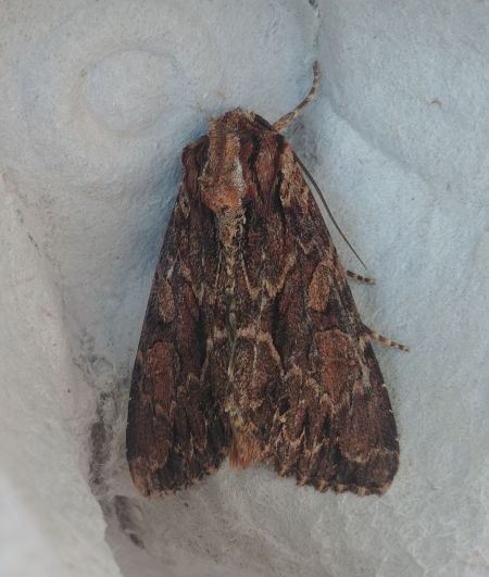 Apamea monoglypha 
