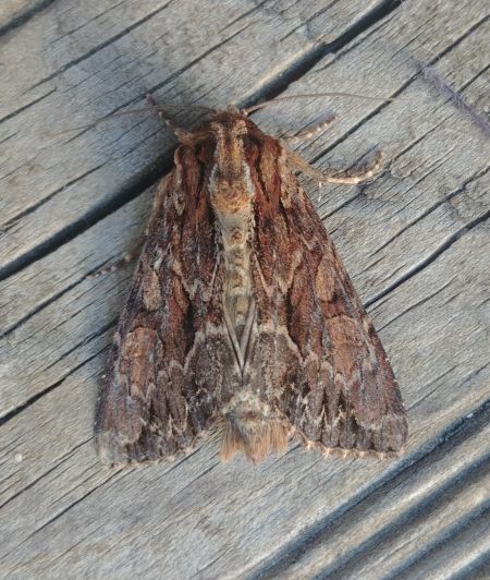 Apamea monoglypha 