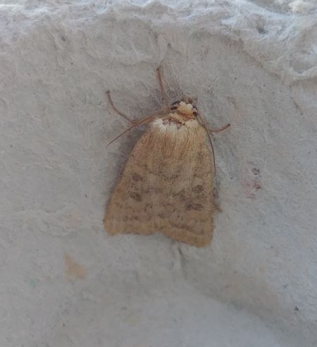 Caradrina morpheus 