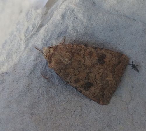 Caradrina morpheus 