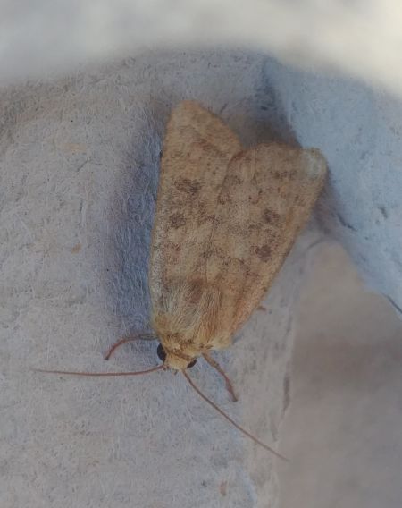 Caradrina morpheus 