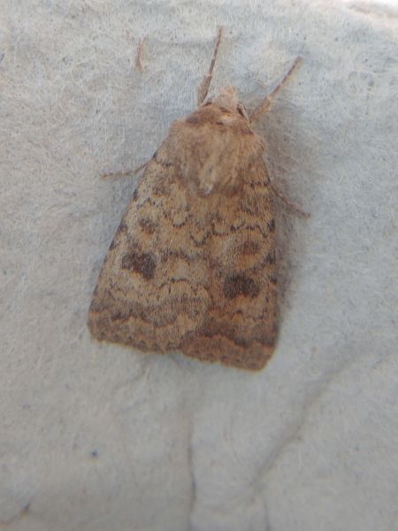 Caradrina morpheus 