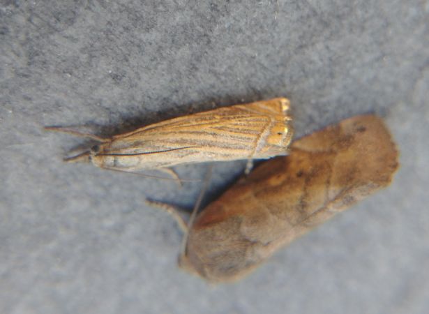 Crambus des jardins 