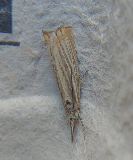 Crambus des jardins 