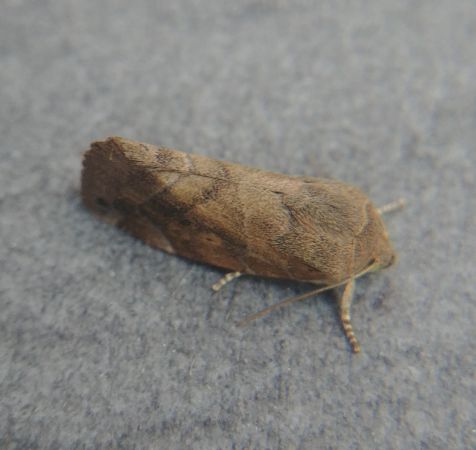 Cosmia affinis 