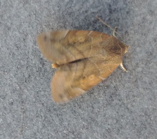 Cosmia affinis 