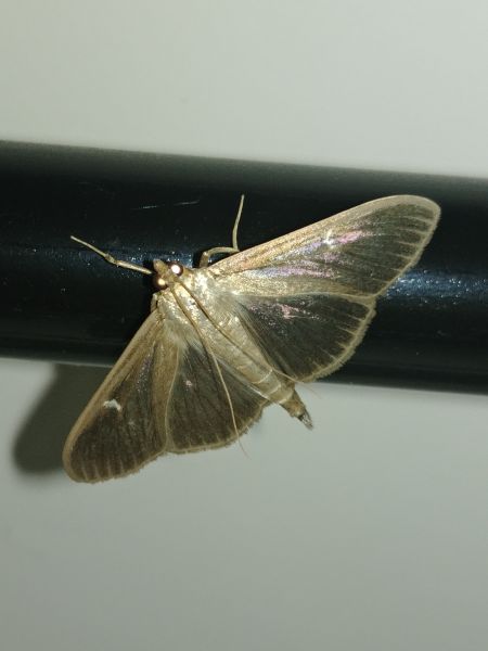Pyrale du Buis 