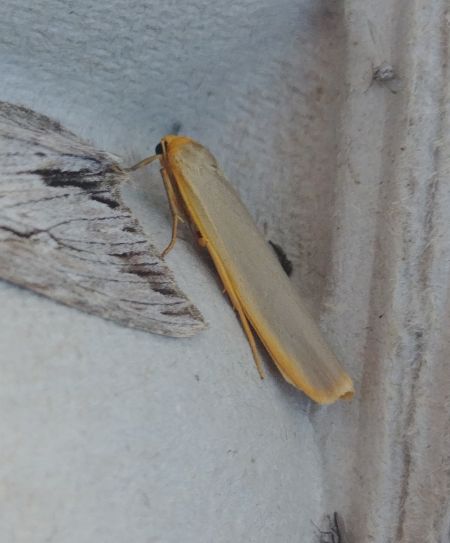 Lithosie aplatie (Manteau à tête jaune) 