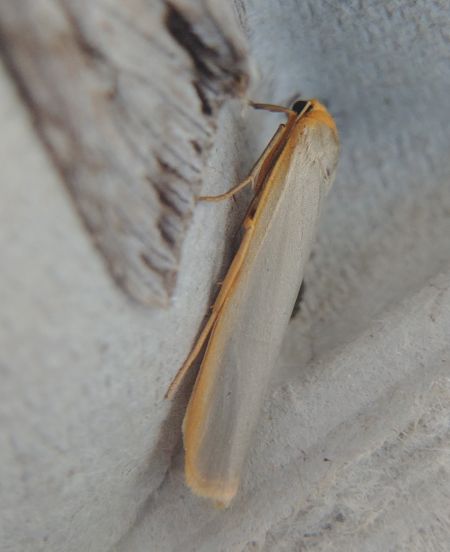 Eilema complana 