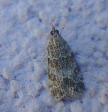Eudonia lacustrata 