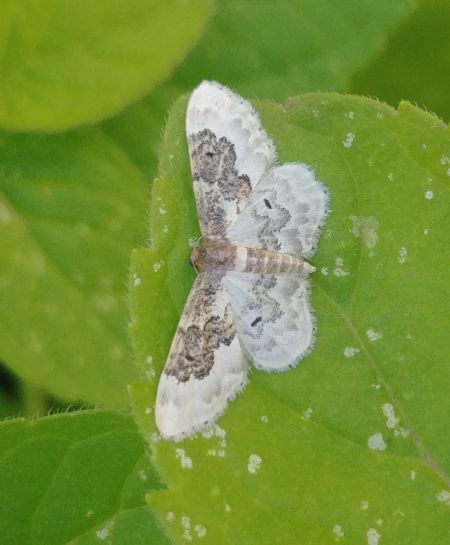 Idaea rusticata 