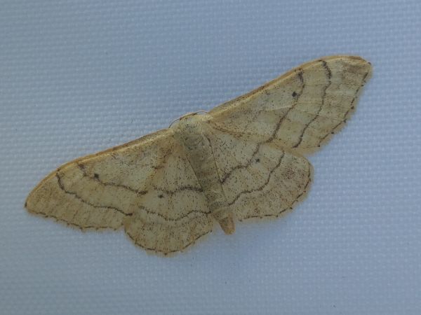 Idaea straminata 