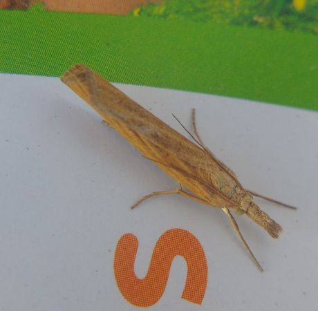 Pediasia luteella 