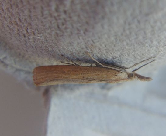Pediasia luteella 