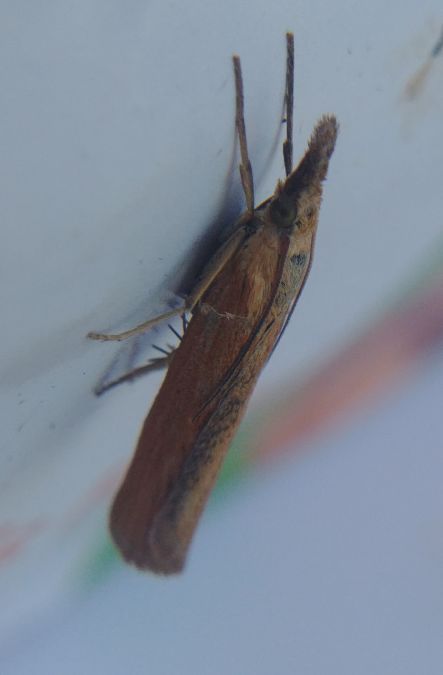 Pediasia luteella 