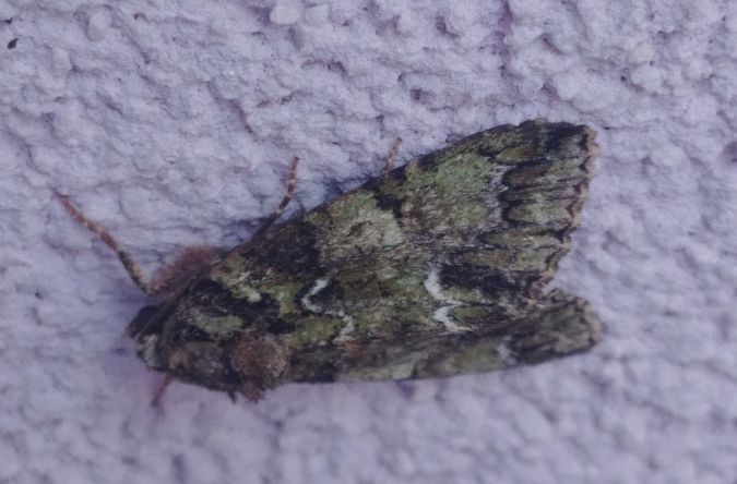 Polyphaenis sericata 