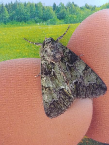 Polyphaenis sericata 