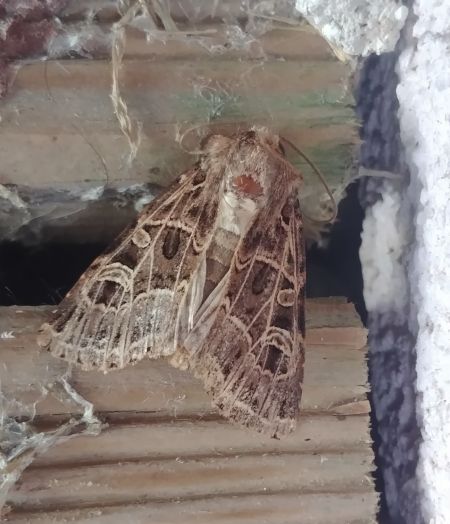 Sideridis reticulata 