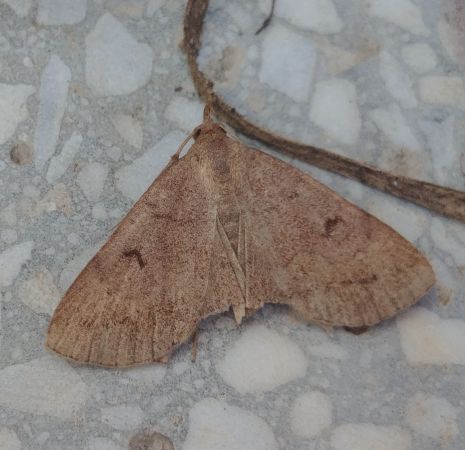 Zanclognatha lunalis 
