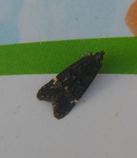 Dichomeris alacella 